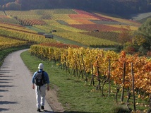 Unterwegs am Württembergischen Weinwanderweg