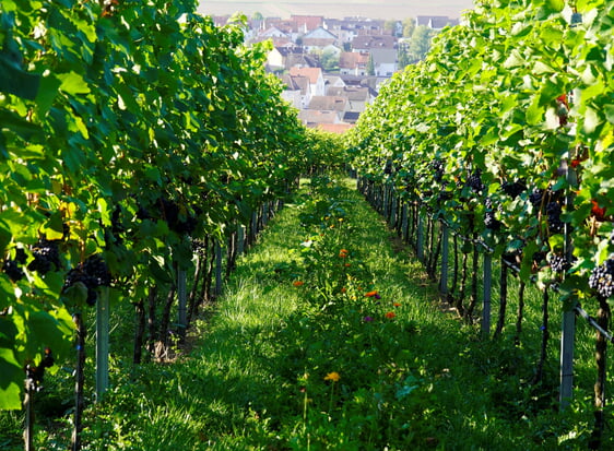 Auch in den Nordheimer Weinbergen wurden Blühstreifen angelegt.