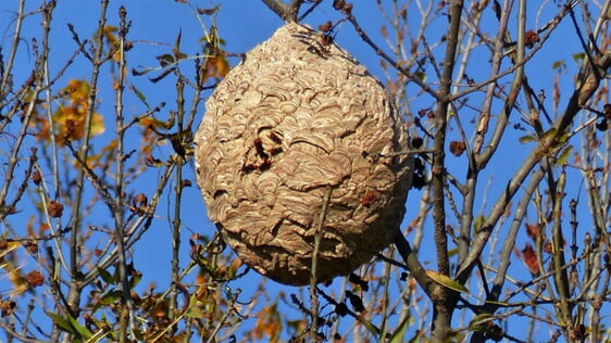 Nest der asiatischen Hornisse in Michelbach