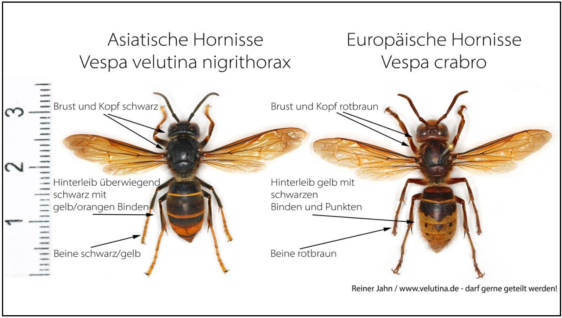 Erkennung_Vespa_Velutina__Reiner_Jahn