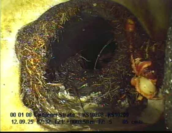 Ein Auszug aus der Kanalbefahrung mit einer Kamera zeigt eindrucksvoll den m&auml;chtigen Wurzeleinwuchs der benachbarten B&auml;ume.