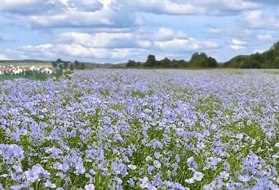 Flachsfeld in der Blüte