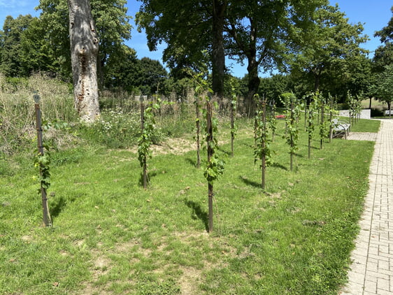die neue Bestattungsform unter Weinreben