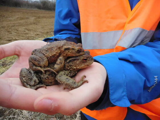 Amphibien machen sich bald wieder auf zu ihren Laichgewässern. Freiwillige Helfer sorgen dafür, dass sie diese gefährliche Reise überleben. Foto: Landratsamt