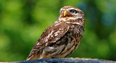 Biotopvernetzung & Natur