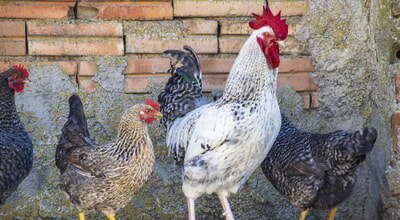 VOGELGRIPPE IM LANDKREIS: Aufstallungspflicht!