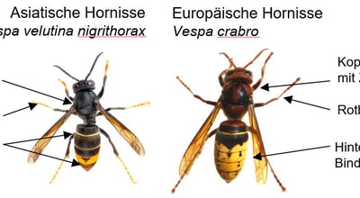 Asiatische Hornisse - Sichtungen Melden