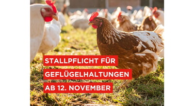 Ab 12.11.25: Stallpflicht für Geflügelhaltungen