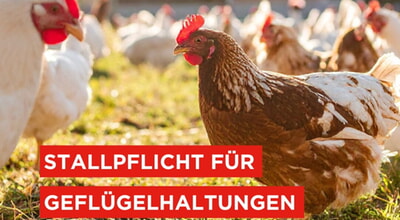 Stallpflicht für Geflügelhaltungen