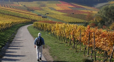 Wanderung durch Weinberge