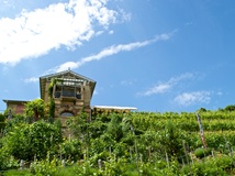 Nordhausen, Weinberg