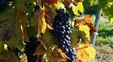 Weintraube im Weinberg