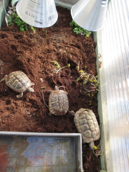 Schildkröten KiGa Weihen 