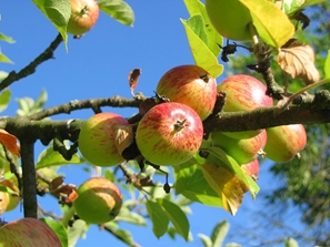 Apfelbaum Biotopvernetzung