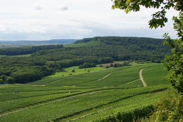 Bild Waldlandschaft