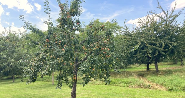 Bild Obstbäume