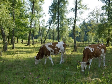 GdM Oktober Waldweide