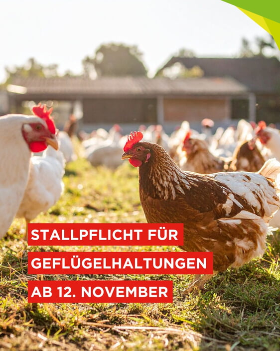 Stallpflicht für Geflügel